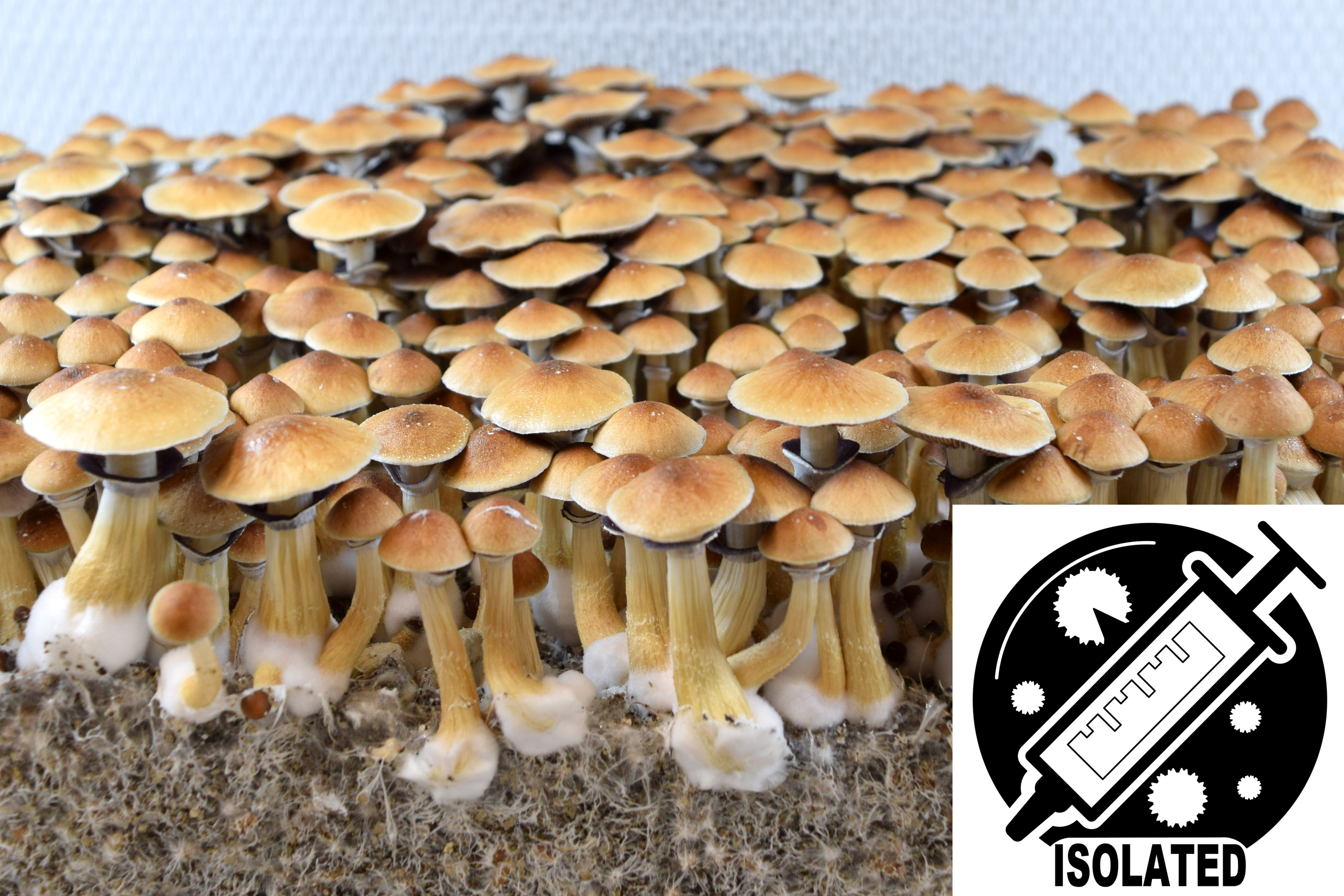 Psilocybe cubensis : Penis Envy #6 PE6 Spore Isolate Syringe
